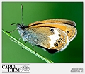 Robertino_Radovix-2013-0515-Macro (48)